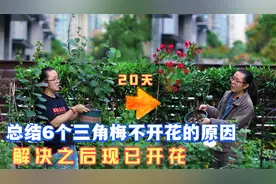 三角梅只长叶子不开花，看看我总结的6个原因，解决之后现已开花视频封面