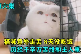猫咪意外走丢，8天没有吃饭，历经千辛万苦终于和主人重逢视频封面