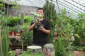 垃圾桶捡的发财树，从无根到满根，叶子油绿繁茂，提盆都是小意思视频封面