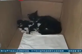 一场特殊的救援：遭遇风雨猫妈妈求助民警救娃视频封面
