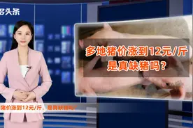 多地投放储备肉，但猪价依然冲上12元/斤！真的缺猪了？视频封面