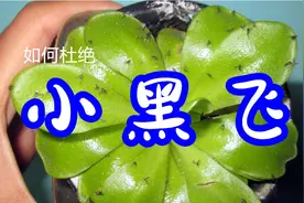 养花最让人讨厌的小黑飞虫是怎么产生的？如何预防和消灭小黑飞？视频封面