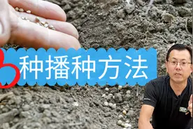 蔬菜的播种方法：3种播种方法，4个种植要点，是种植出苗的保证！视频封面