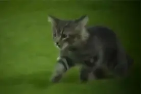 小猫误入赛场，嗨翻了全场，解说员不讲球赛，全程跟进小猫视频封面