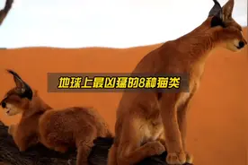盘点地球上最凶猛的8种猫类，超出你的想象！视频封面