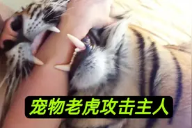 国外，家养了多年的宠物老虎突然攻击主人，咬住男子手臂不放视频封面