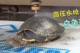 乌龟壳到底有多脏？用高压水枪冲洗后，再也不想碰了视频封面