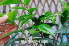现在养茶花，3件事别做，否则越长越差！视频封面