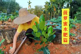 卖苗的人说：泰8菠萝蜜水肥充足，一年后可挂果，你信吗？视频封面