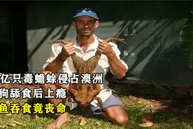 15亿只毒蟾蜍侵占澳大利亚，狗狗舔食后上瘾，鳄鱼吞食竟丧命视频封面
