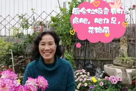 楼顶花园种花，她用厨余垃圾变有机底肥，省土省地肥力足花艳丽视频封面