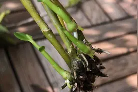 开春养石斛兰，巧用这几招促芽，新芽蹭蹭冒视频封面