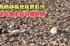 燕鸥砂砾地抚育后代，幼鸟像士兵习惯卧倒，又萌又可爱视频封面