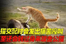 母猫交配时会发出痛苦嚎叫，甚至还会转过身来攻击公猫？视频封面