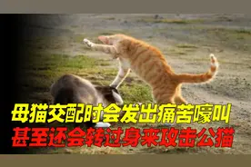母猫交配时会发出痛苦嚎叫，甚至还会转过身来攻击公猫？视频封面