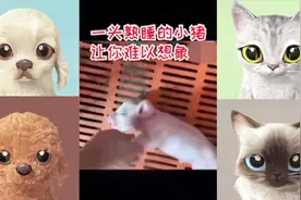 一头熟睡的小猪让你难以想象，原来在猪的世界里，睡觉比吃饭重要视频封面