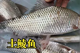 广西土鲮鱼做生鱼片，鱼不大肉很结实，大部分吃鱼生的都喜欢