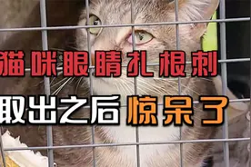 猫咪的眼睛里扎了一根刺，差点被搞瞎，看着真吓人视频封面
