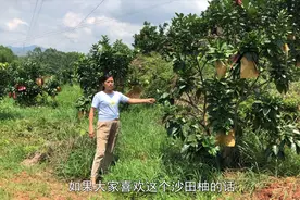 农村姑娘种有30亩沙田柚，卖到6块钱一斤，你们觉得值这个价钱？