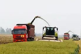 农民“青麦转饲料”事件，真相不简单！视频封面