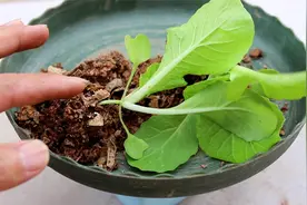 盆栽种大白菜，农户用这个技巧，养一盆爆一盆视频封面