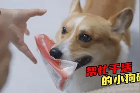 狗狗成精了，发现主人喝水弄湿裤子后，狗子竟然立马跑去拿纸巾来视频封面