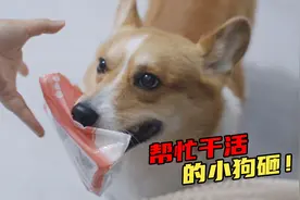 狗狗成精了，发现主人喝水弄湿裤子后，狗子竟然立马跑去拿纸巾来视频封面