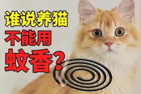谁说养猫不能用蚊香！养猫能用哪些驱蚊产品-蚊香驱蚊水电蚊香液视频封面