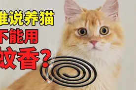谁说养猫不能用蚊香！养猫能用哪些驱蚊产品-蚊香驱蚊水电蚊香液视频封面