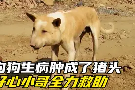 狗狗生病脸部肿成了猪头，幸遇好心小哥紧急救助，最后帅呆了视频封面