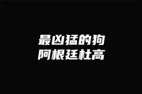帝师：世界上最凶猛的狗，阿根廷杜高。视频封面