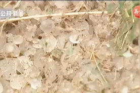 全国10余省份遭遇暴雨！8级大风使劲吹，冰雹宛如石子大！视频封面