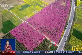 安徽绩溪：油菜花开春意浓，白墙黛瓦美如画视频封面