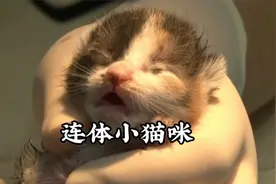四只小猫咪被挤带缠绕在一起，差点丢了命!视频封面