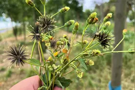 农村常见植物鬼针草，又叫虾钳草、婆婆针，原来还是珍贵药材。视频封面