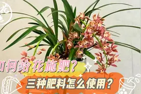 如何给花施肥？三种肥料怎么使用？养花巧妙小知识！视频封面