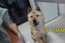 田园犬小白发情正当时，阿黄蠢蠢欲动被警告，急得都开口说话了视频封面