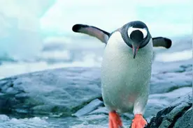 企鹅曾经是会飞的，为什么现在不会飞了？