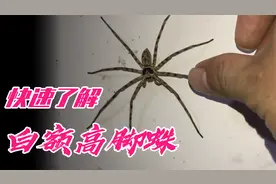 知道这种常见的巨型蜘蛛有多毒吗？一分钟了解白额高脚蛛视频封面