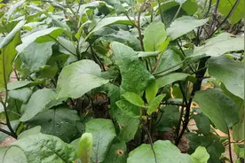 茄子只长叶却不挂果别急！多用这一水？后期压满枝多倒摘不完