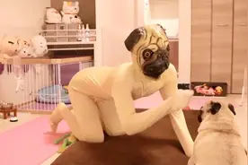 搞笑视频：日本男子穿上狗狗衣服吓唬自己家狗子！视频封面