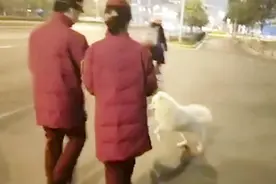 武汉一萨摩耶走失，地铁站卖萌蹭吃蹭喝，警察帮忙找主人视频封面