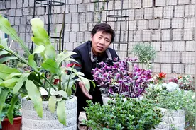 油画婚礼吊兰春季必做“1步”，底部快速冒芽，轻松就能爆盆！视频封面