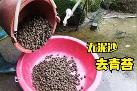 小伙田螺卖15元一斤，原来都在用这个方法，无泥沙青苔，长见识了视频封面