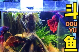 买了两条漂亮的斗鱼，混养在一起，刚下缸就打起来了！视频封面