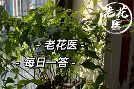 鸿运当头该怎么养？蓝雪花叶片长了毛毛是白粉病吗？每日一答视频封面