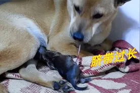 狗狗第一次生崽，是如何自己剪断脐带的？给大家看看吧视频封面