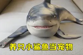 养只小鲨鱼当宠物，撒娇卖萌超可爱，就是长大了有点调皮视频封面