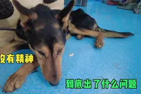 狗狗生病，不吃东西精神不振，这种情况一定有问题要第一时间检查视频封面