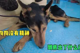 狗狗生病，不吃东西精神不振，这种情况一定有问题要第一时间检查视频封面